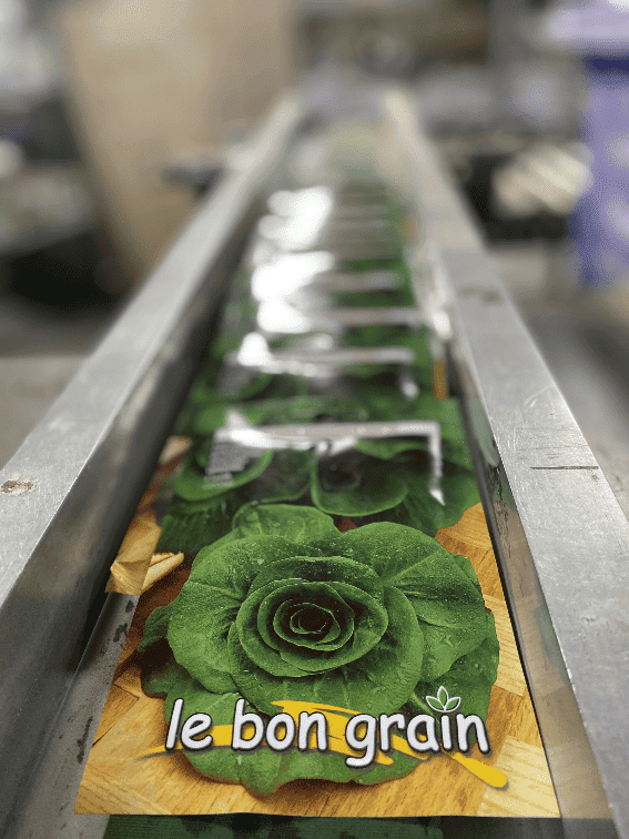 Raci sementi - Packaging bustine