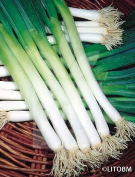 Bunching onion