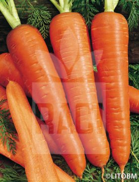 Carota