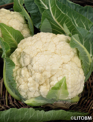 Cavolfiore