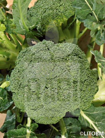 Cavolo broccolo