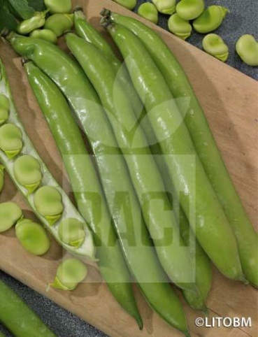 Fava