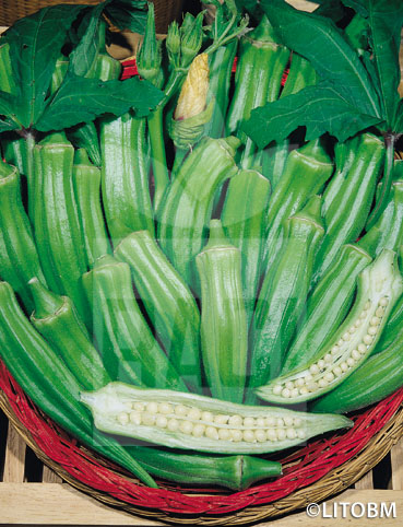 Okra