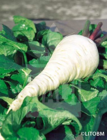 Pastinaca