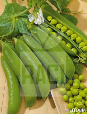 Pisello