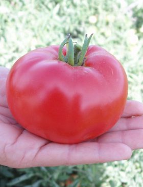 Pomodoro