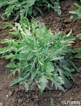 Rucola