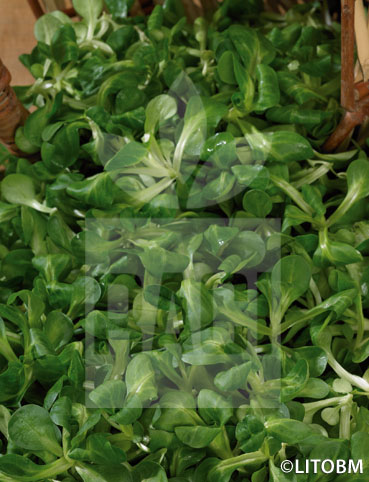 Valeriana