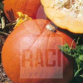 Zucca