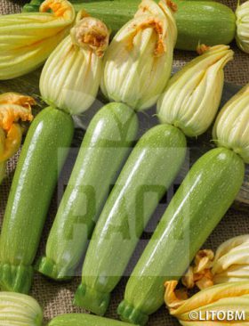 Zucchino
