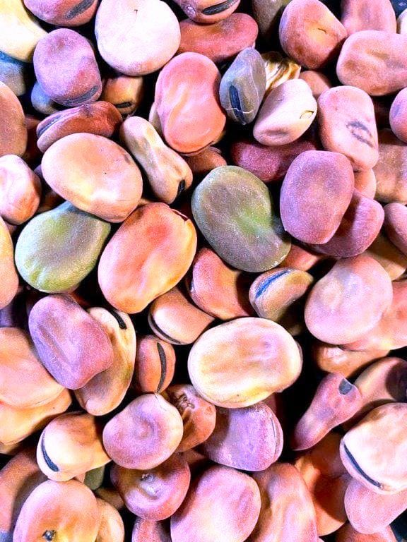 Seme di Fava - EXTRA PRECOCE A GRANO VIOLETTO