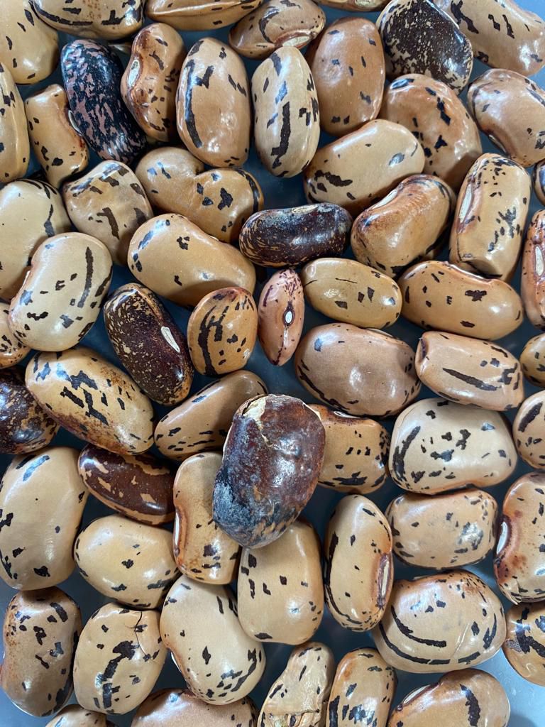 Seme di Fagiolo rampicante - DI SPAGNA A GRANO BICOLORE