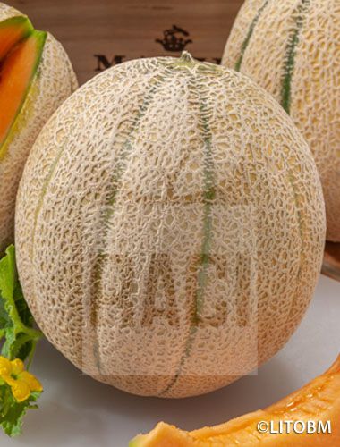 Melone - RETATO DEGLI ORTOLANI