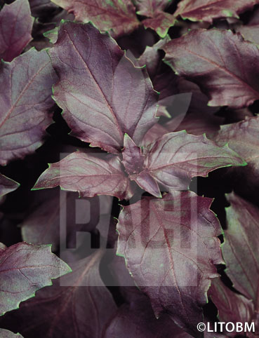Basilico – A FOGLIA VIOLETTA