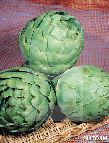 Carciofo – GREEN GLOBE