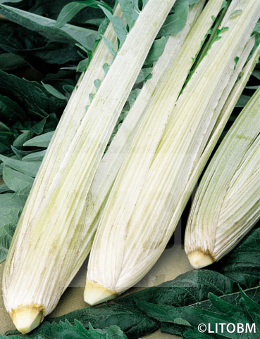 Cardo – BIANCO GIGANTE INERME A FOGLIA INTERA