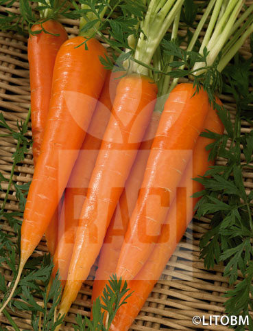 Carota – FLAKKÉE 2