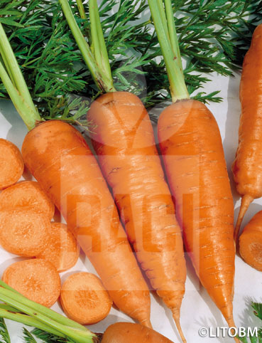 Carota – KURODA