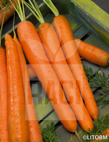 Carota – NANTES 2