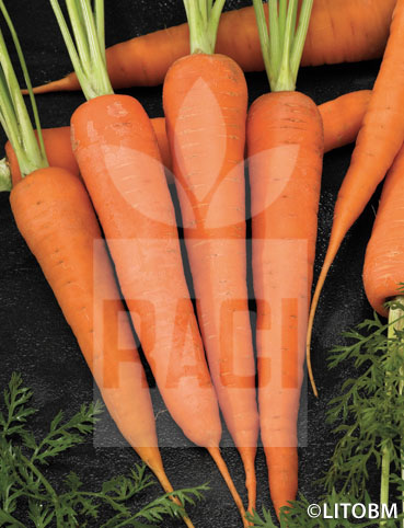 Carota – ROYAL CHANTENAY 2