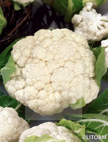 Cavolfiore – PRECOCE DI TOSCANA