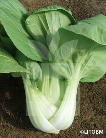 Cavolo cinese – PAK-CHOI BIANCO