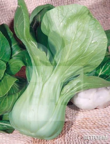 Cavolo cinese – PAK-CHOI VERDE
