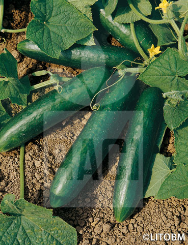 Cetriolo – BETH ALPHA
