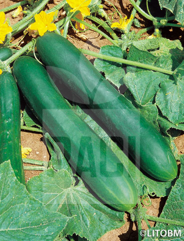 Cetriolo – LUNGO VERDE DEGLI ORTOLANI