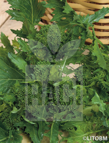 Cima di rapa – NOVANTINA