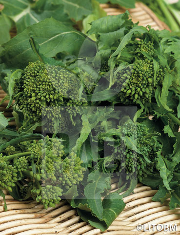 Cima di rapa – QUARANTINA