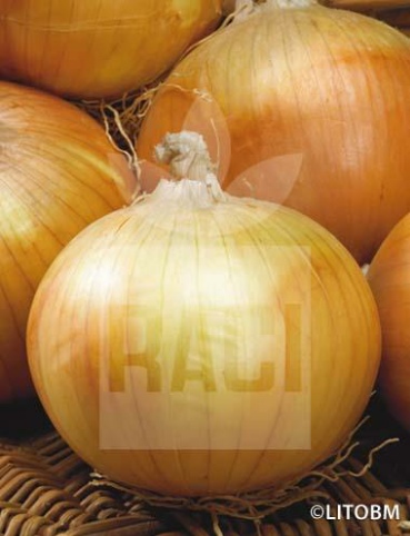 Cipolla – VALENCIANA TARDIA DE EXPORTATION