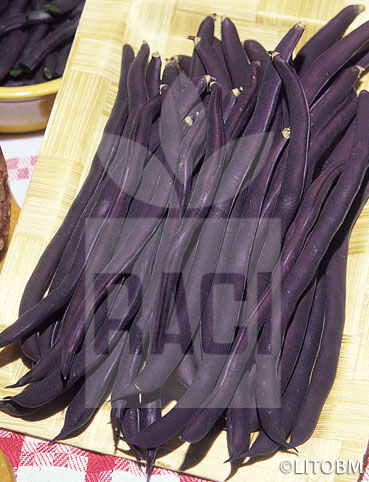 Fagiolo nano – PURPLE QUEEN