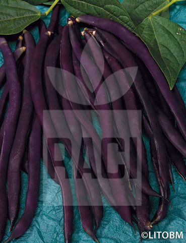Fagiolo rampicante – A COSSE VIOLETTE