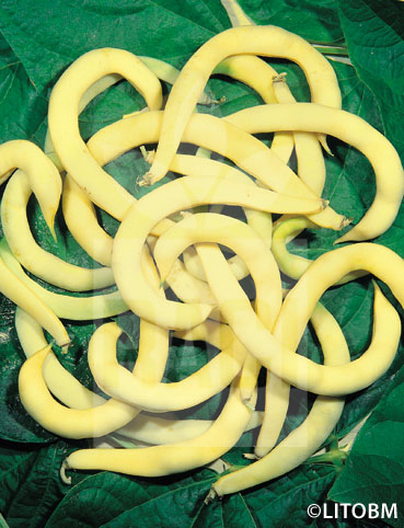 Fagiolo rampicante – ANELLINO GIALLO