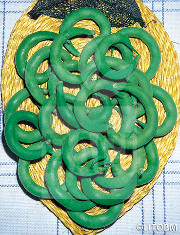 Fagiolo rampicante – ANELLINO VERDE