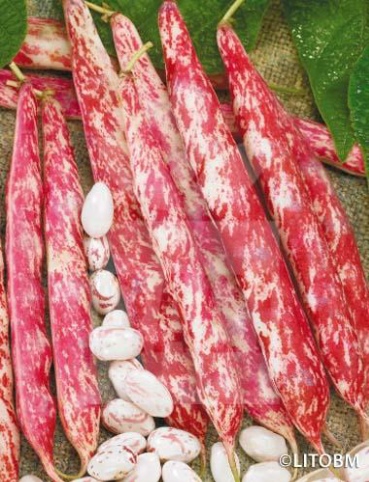 Fagiolo rampicante – BORLOTTO LINGUA DI FUOCO 2