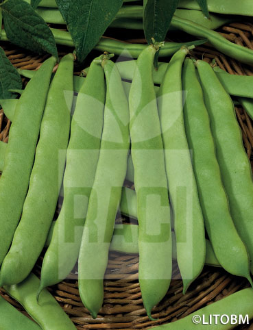 Fagiolo rampicante – MARCONI A GRANO BIANCO