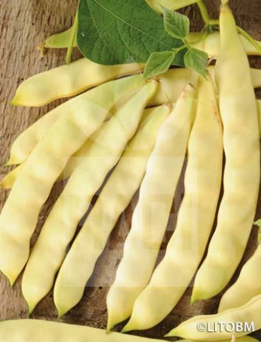 Fagiolo rampicante – MERAVIGLIA DI VENEZIA A GRANO BIANCO