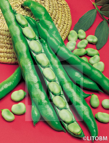 Fava – SUPERAGUADULCE