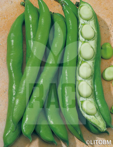 Fava – EXTRA PRECOCE A GRANO BIANCO