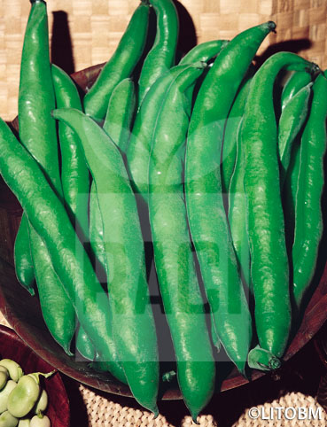 Fava – EXTRA PRECOCE A GRANO VIOLETTO