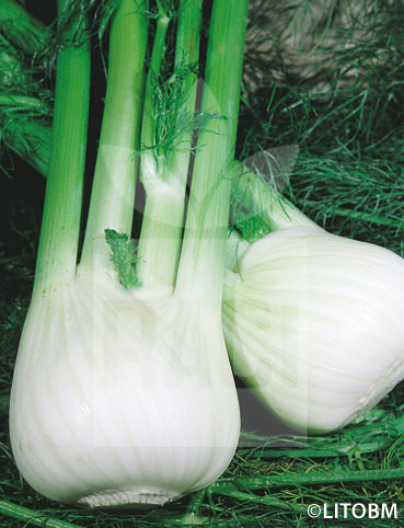 Finocchio – GÉANT MAMMOUTH PERFECTION