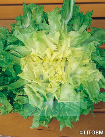 Indivia – SCAROLA BUBIKOPF 2