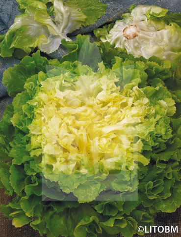 Indivia – SCAROLA VERDE A CUORE PIENO