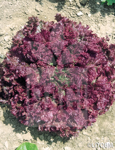 Lattuga – LOLLO ROSSA