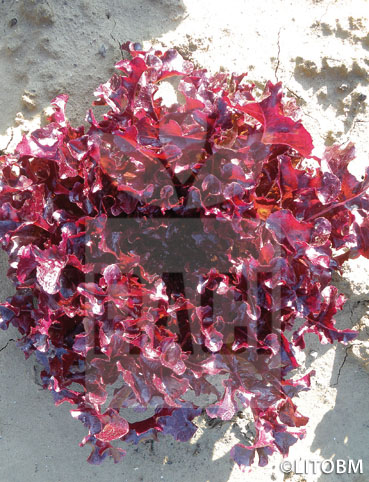 Lattuga – RED SALAD BOWL