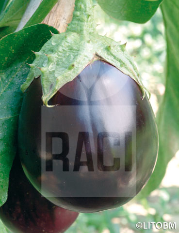 Melanzana – BLACK BEAUTY