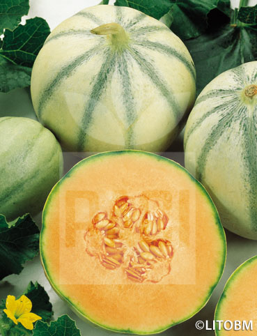 Melone – CHARENTAIS