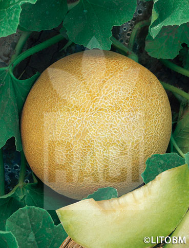 Melone – GALIA F1